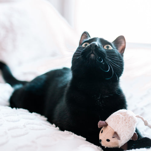 black cat laying on a white bed with a tan, rough textured mouse on its paw