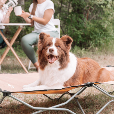 Dog Camping Essentials