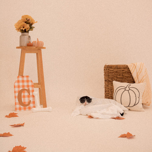 10 Ways to Celebrate Halloween With Your Pet