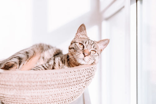 A tabby cat laying in a bed that is made of perforated cardboard.