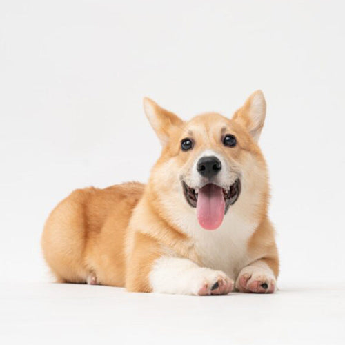 3 Ways to Clean Your Dog’s Teeth at Home